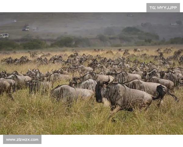 东非大草原一羚羊群用大象赶走狮子夺水源，不料引火烧身遭霸占！